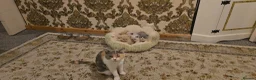 British Shorthair cats for sale: British short haired kittens  - Advert 1