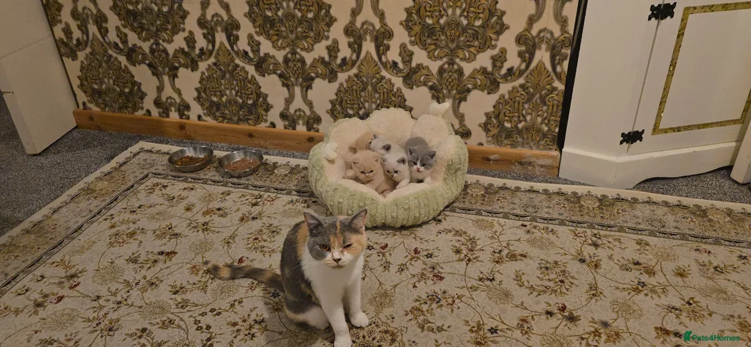 British Shorthair cats for sale: British short haired kittens  - Advert 1