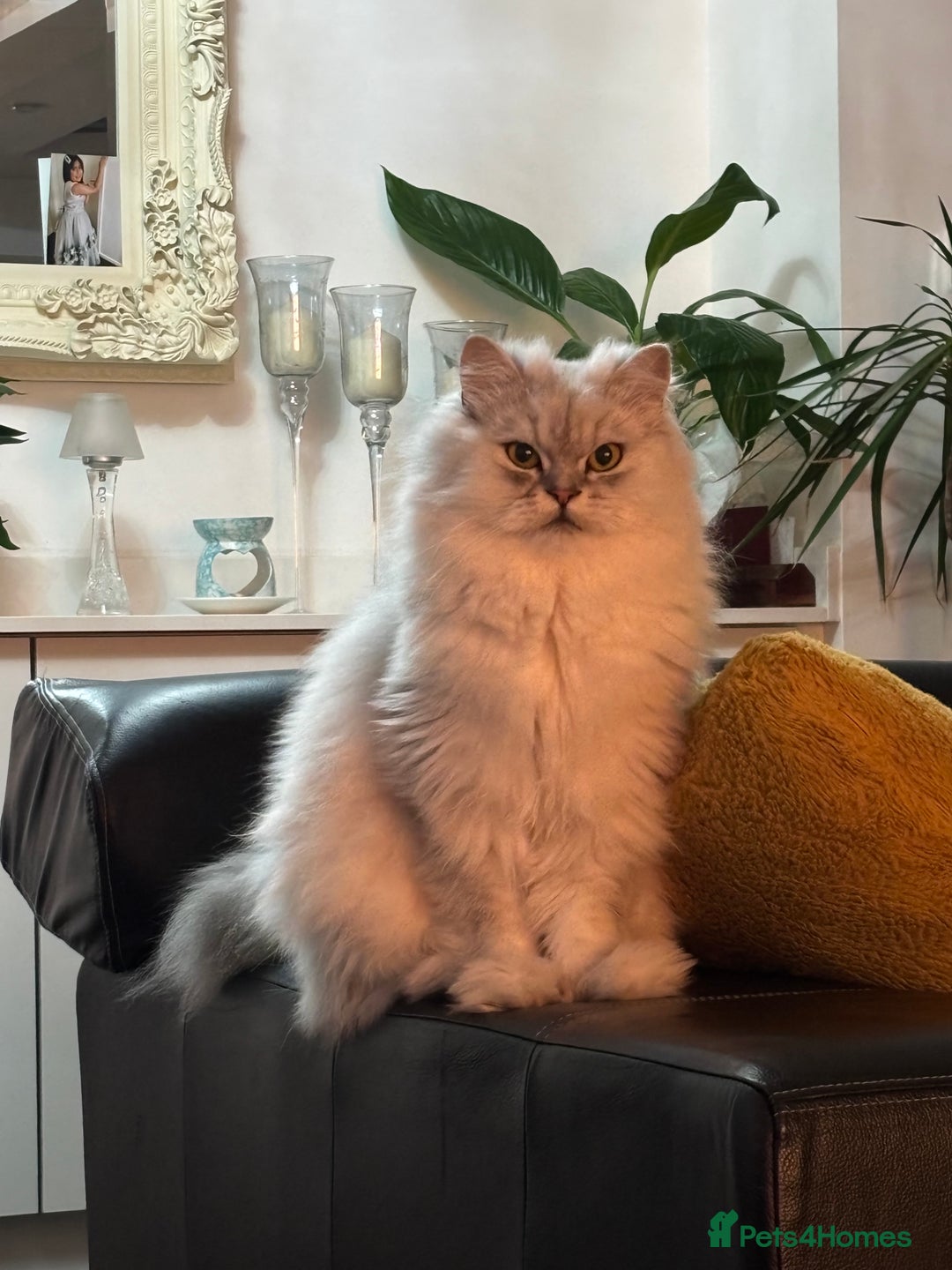 Persian cats for sale: 2 year old male Persian doll face chinchilla  - Image 2