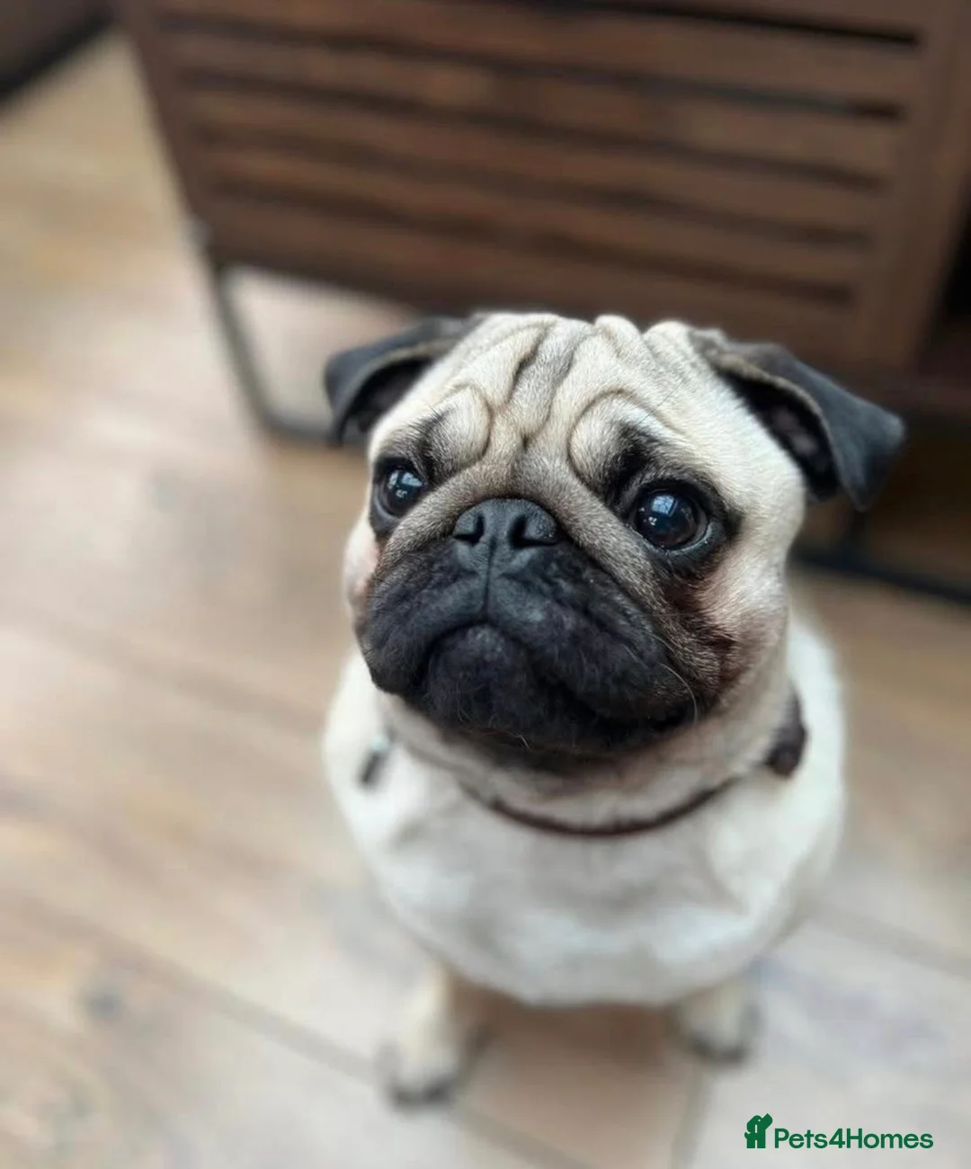 Pug dogs for stud: Pug Stud  in Walsall - Advert 2