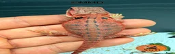 Bearded Dragon reptiles for sale: Stunning baby bearded dragons ready to go!  - Advert 19