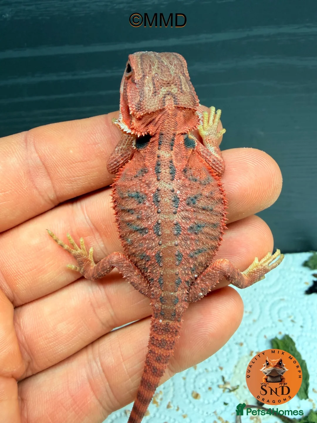 Bearded Dragon reptiles for sale: Stunning baby bearded dragons ready to go!  - Advert 19