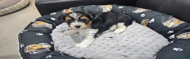 Yorkshire Terrier 1