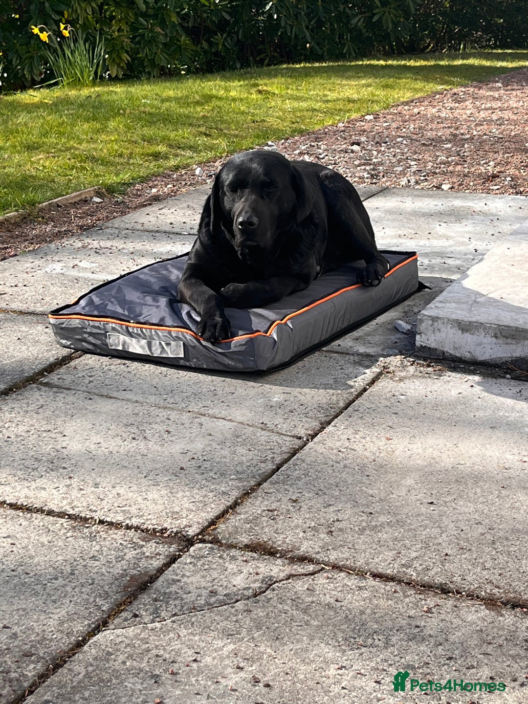 Labrador Retriever dogs for sale: “Betty” black lab - Advert 3