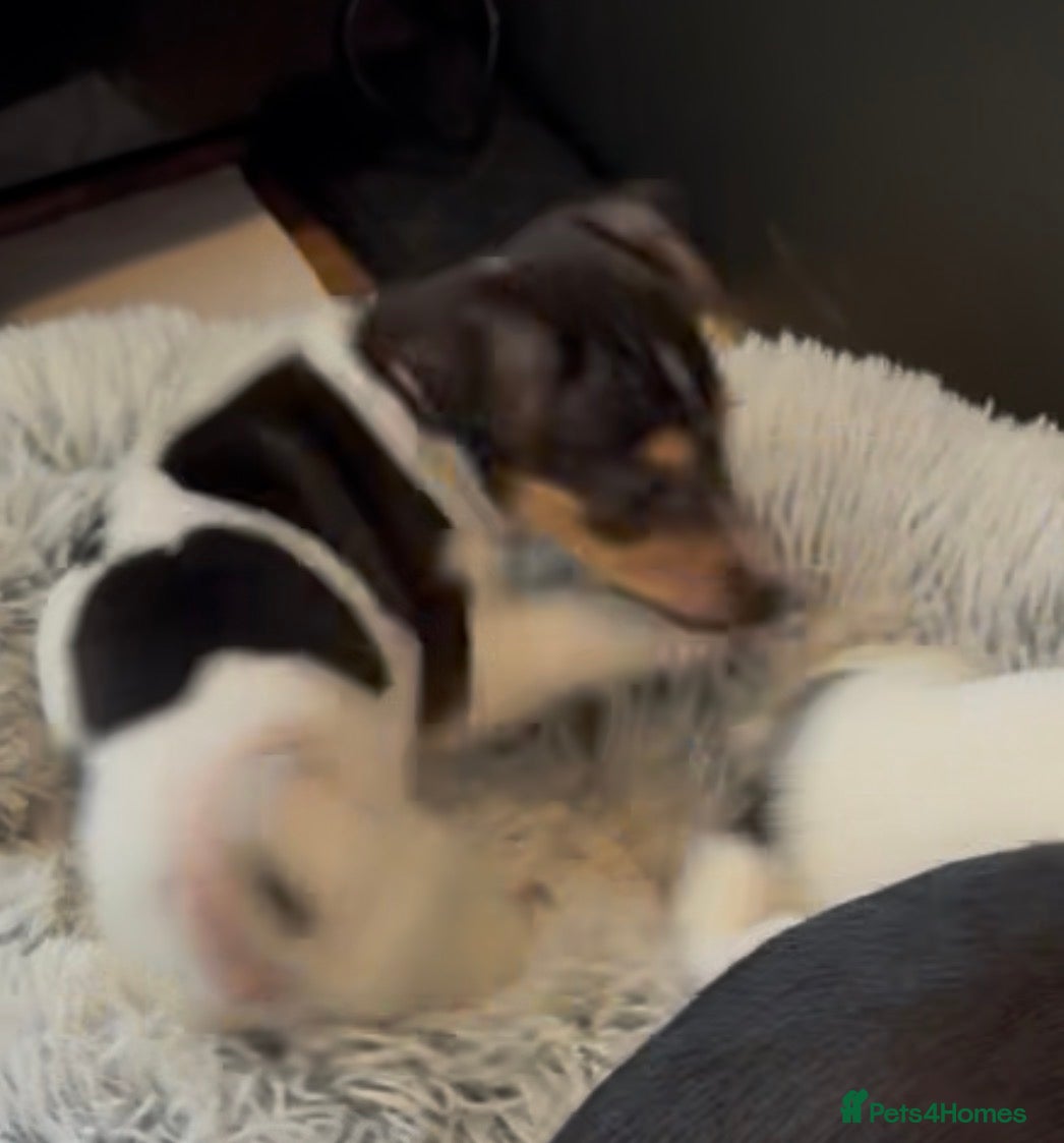 Jack Russell dogs READY NOW Gorgeous jack Russell puppies - Advert 1