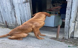 Labrador Retriever dogs for stud: KC REG FULLY HEALTH TESTED WORKING DARK RED STUD in Hawes - Image 18