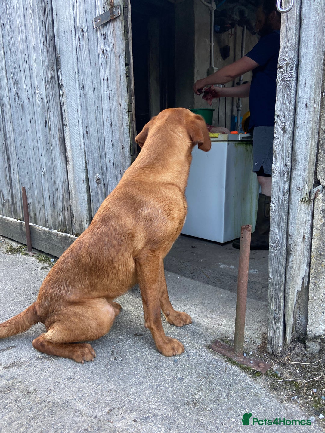 Labrador Retriever dogs for stud: KC REG FULLY HEALTH TESTED WORKING DARK RED STUD in Hawes - Image 18