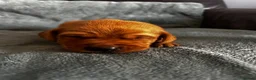 Labrador Retriever dogs for sale: Top Quality Fox Red Labradors - Advert 12