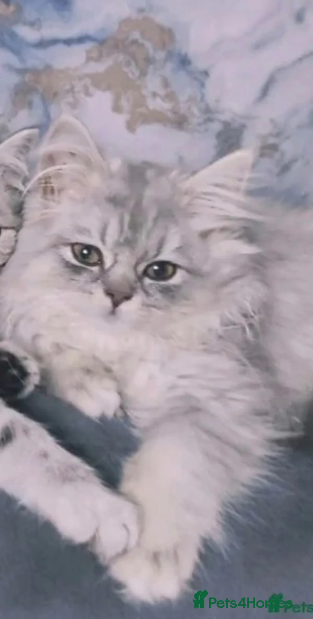 Persian cats for sale: Stunning female Persian kitten available now in Nelson - Advert 1