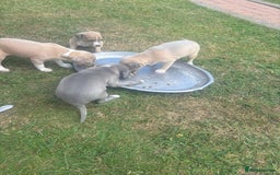 Italian Greyhound dogs for sale: Italian greyhound puppy’s  - Image 15