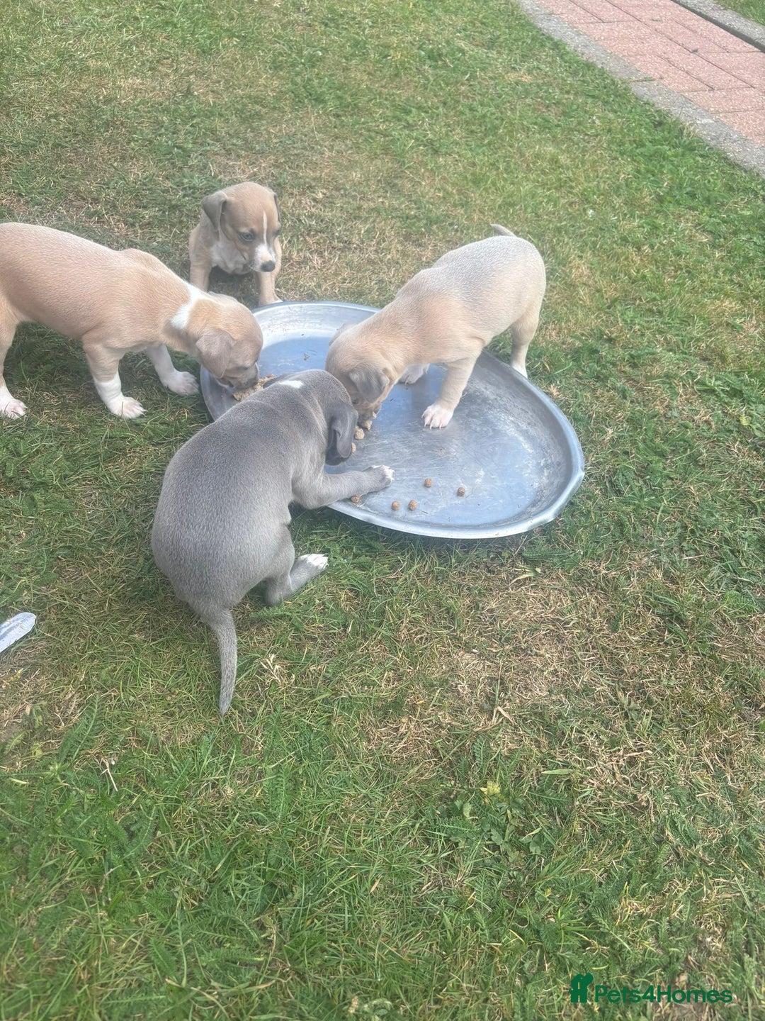 Italian Greyhound dogs for sale: Italian greyhound puppy’s  - Image 15