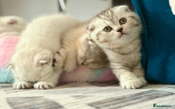 Scottish Fold cats for sale: Scotish fold - Image 4