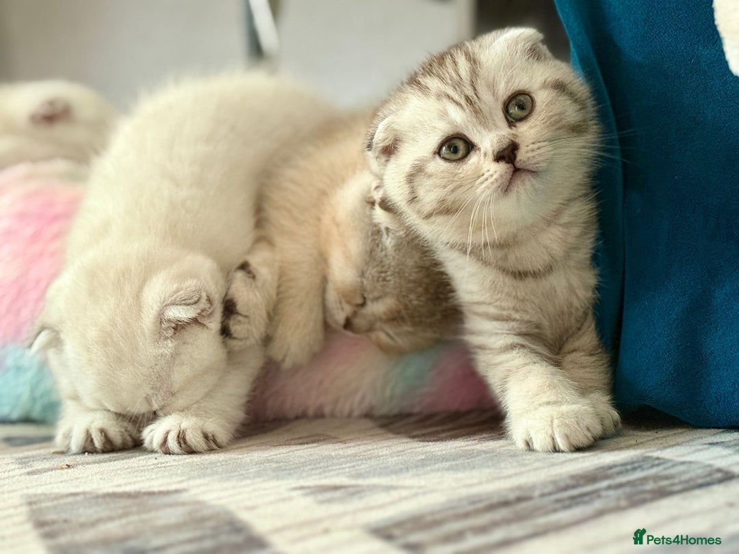 Scottish Fold cats for sale: Scotish fold - Image 4
