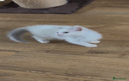 Ragdoll cats for sale: Beautiful Ragdoll kittens - Image 4