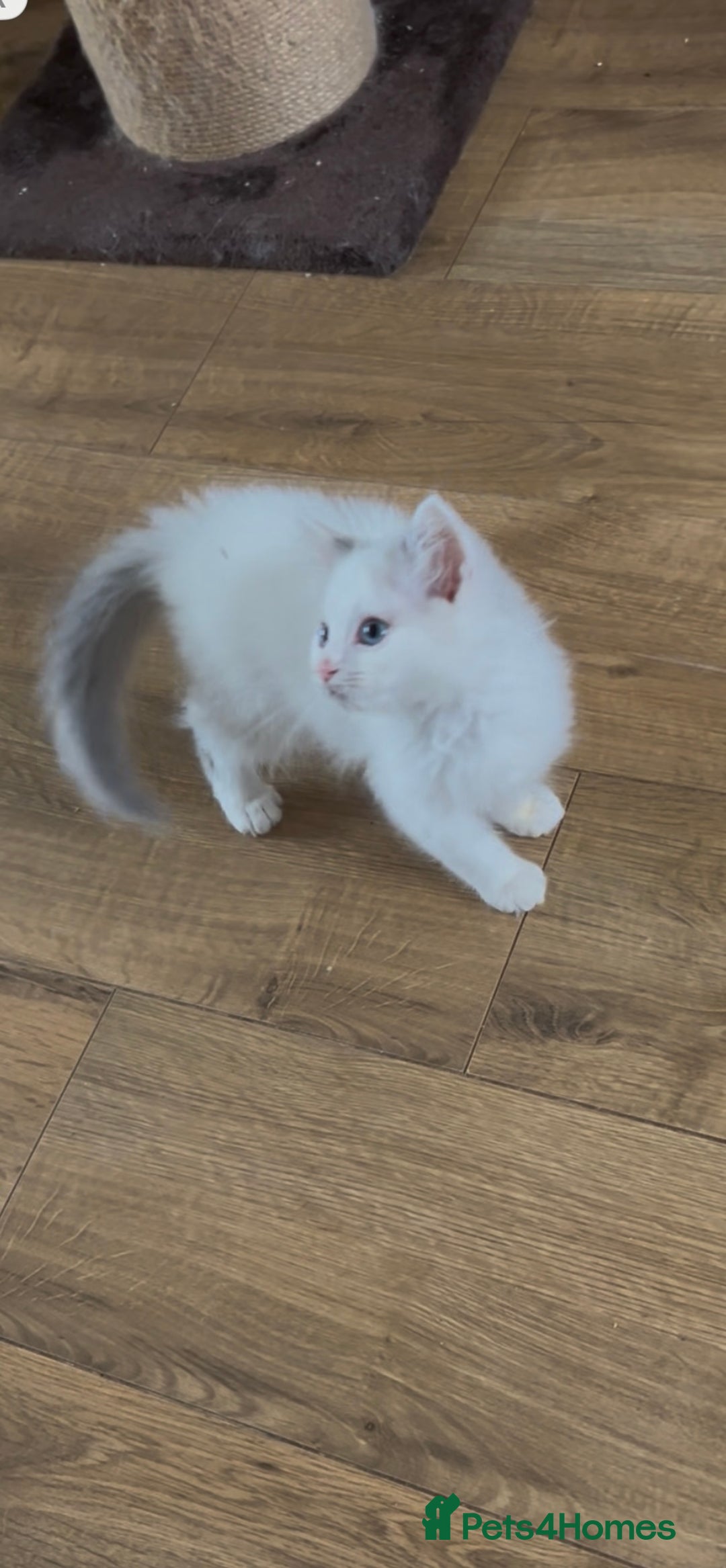 Ragdoll cats for sale: Beautiful Ragdoll kittens - Image 4