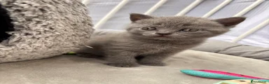 British Shorthair 1
