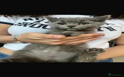 Mixed Breed cats for sale: Persian x Russian blue & British shorthair - Image 14