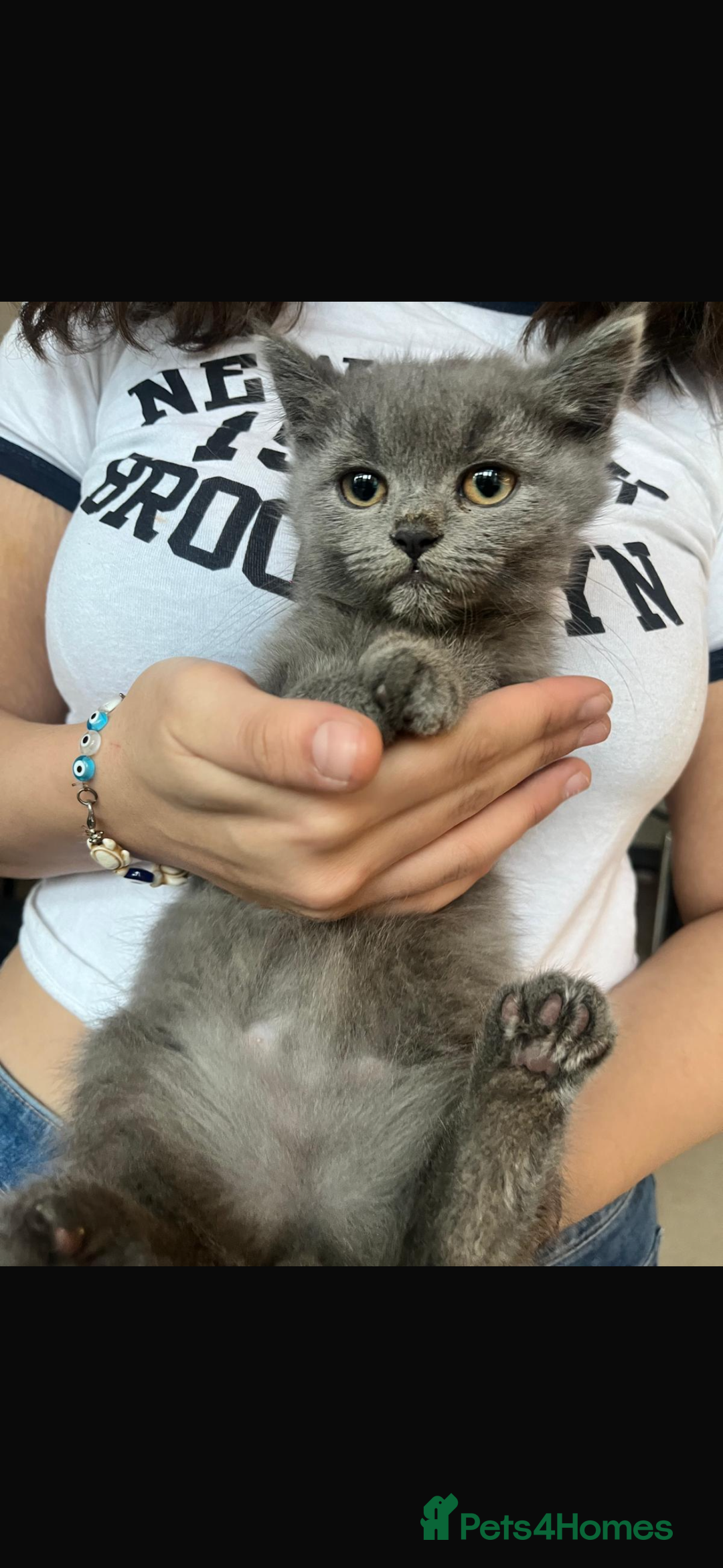 Mixed Breed cats for sale: Persian x Russian blue & British shorthair - Image 14