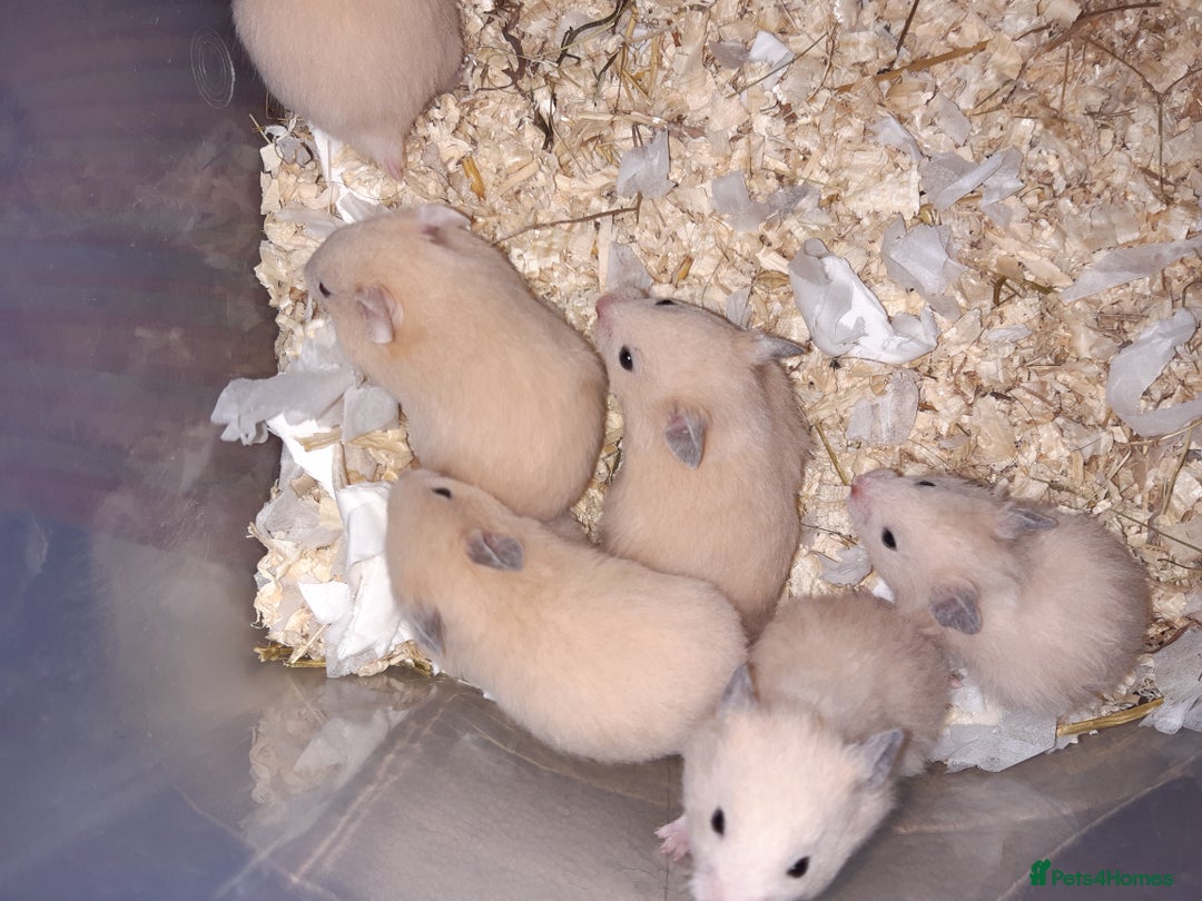 Hamster rodents for sale: Baby Syrian hamsters ready now  - Image 6