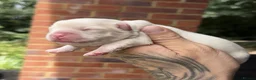 French Bulldog dogs for sale: 2 top quality FULL FLUFFY PINK French bulldogs  - Advert 3