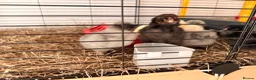 Chickens poultry for sale: 🐣 [Show-Quality & Healthy Chicks for Sale]  - Advert 7