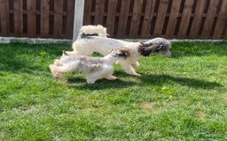 Schnoodle dogs for sale: Stunning F1 Mega Coat Parti Merle Schnoodles  - Image 8