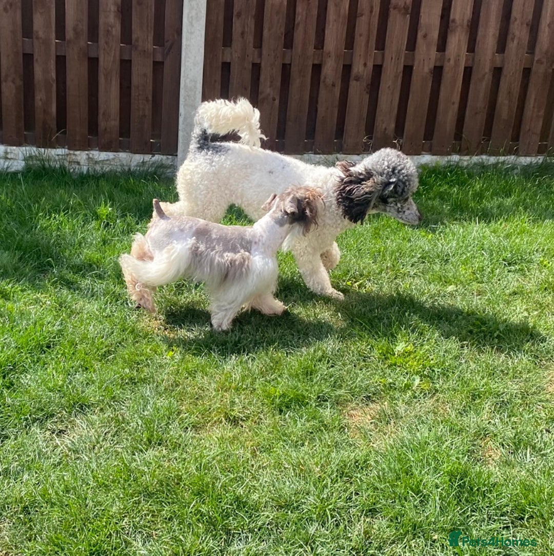 Schnoodle dogs for sale: Stunning F1 Mega Coat Parti Merle Schnoodles  - Image 8