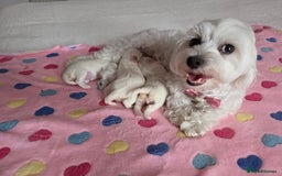 Maltese dogs for sale: Bichon Maltese - Image 15