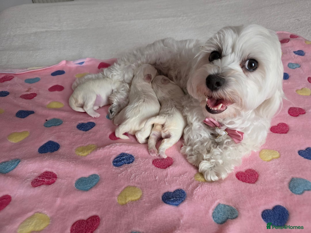 Maltese dogs for sale: Bichon Maltese - Image 15