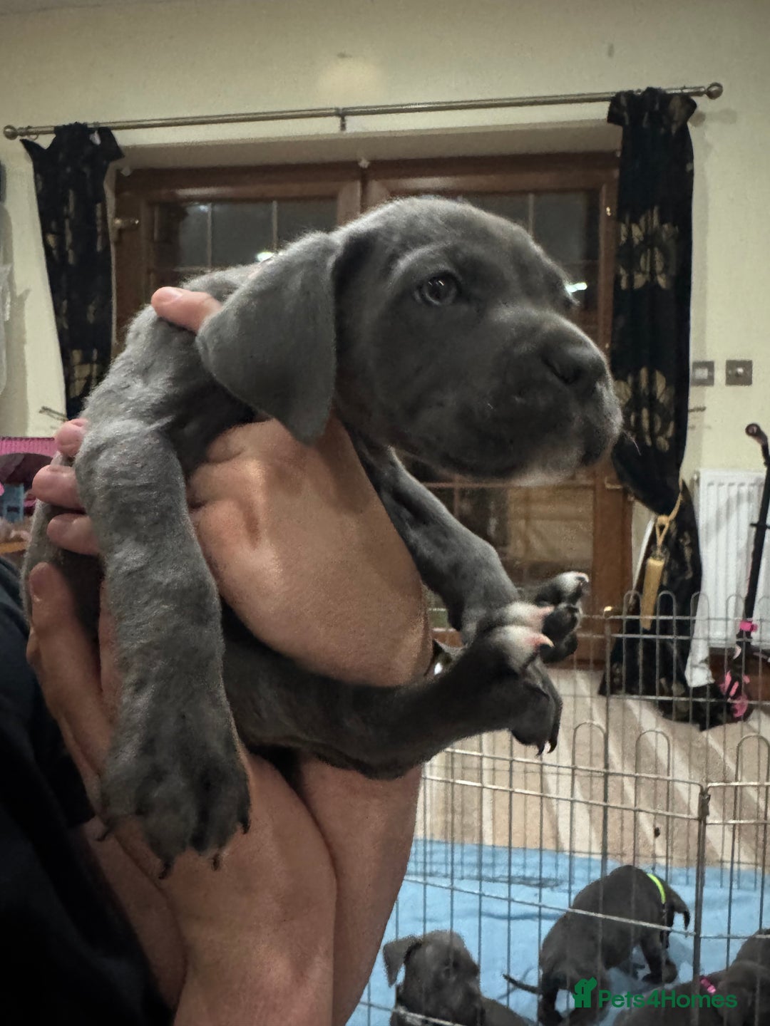 Cane Corso dogs for sale: Pure Pedigree Cane Corso Puppies - Image 25
