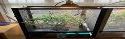 Chameleon reptiles for sale: Yemen Chameleon + Vivarium Setup Kit - Advert 3