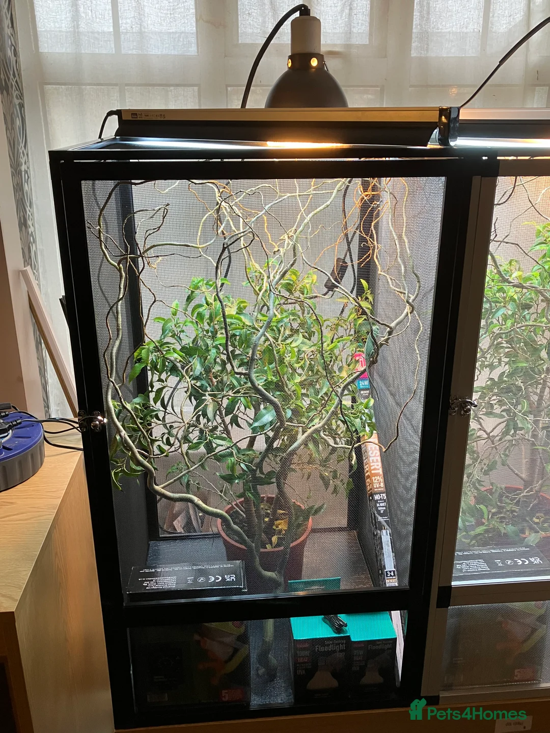 Chameleon reptiles for sale: Yemen Chameleon + Vivarium Setup Kit - Advert 3