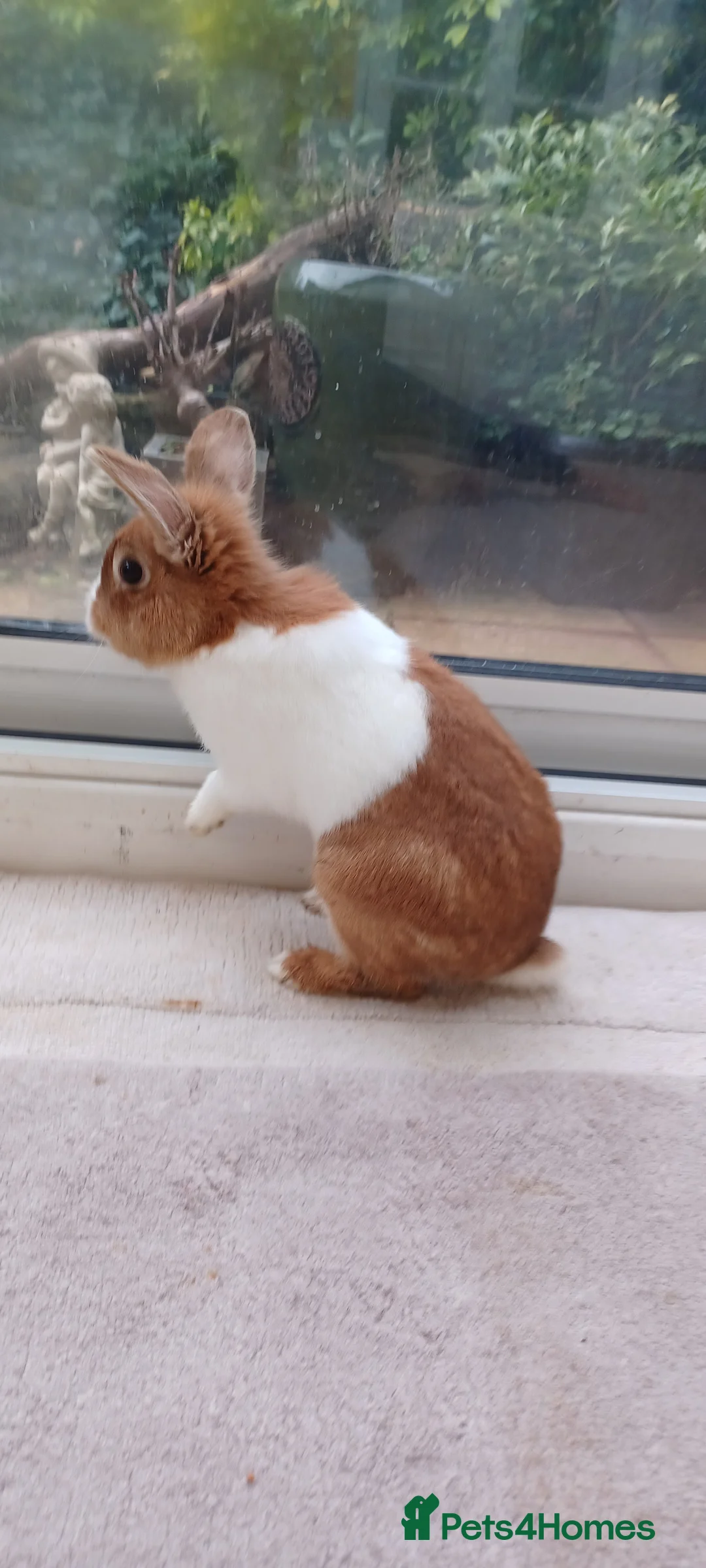Dutch rabbits for sale: Dutch rabbit. Male  in Coulsdon - Advert 2