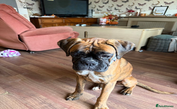 Boxer dogs - Advert 1