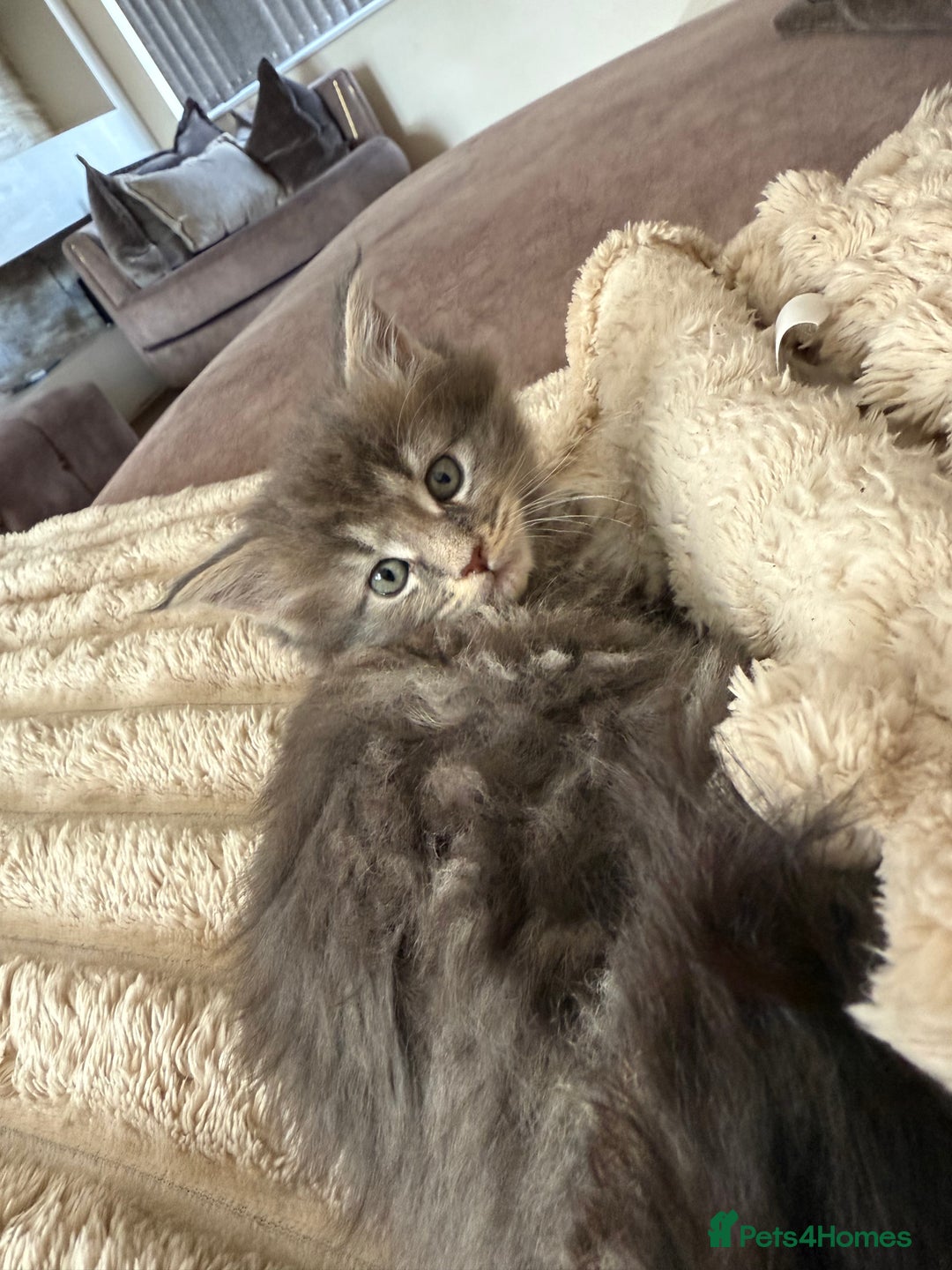 Maine Coon cats for sale: XL Russian Cubs 🇷🇺 ❤️ - Image 13