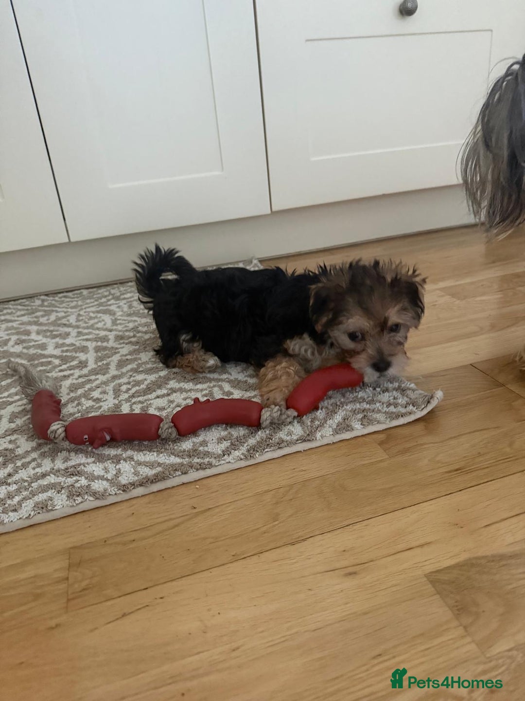 Morkie dogs for sale: Beautiful morkie looking for his new home  - Image 7