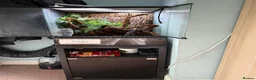 Gecko reptiles for sale: Giant Madagascan Day Gecko For Sale  in Newbury - Advert 6