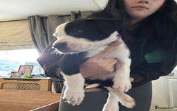 Mixed Breed dogs for sale: Male staffy x border collie puppy - Image 6