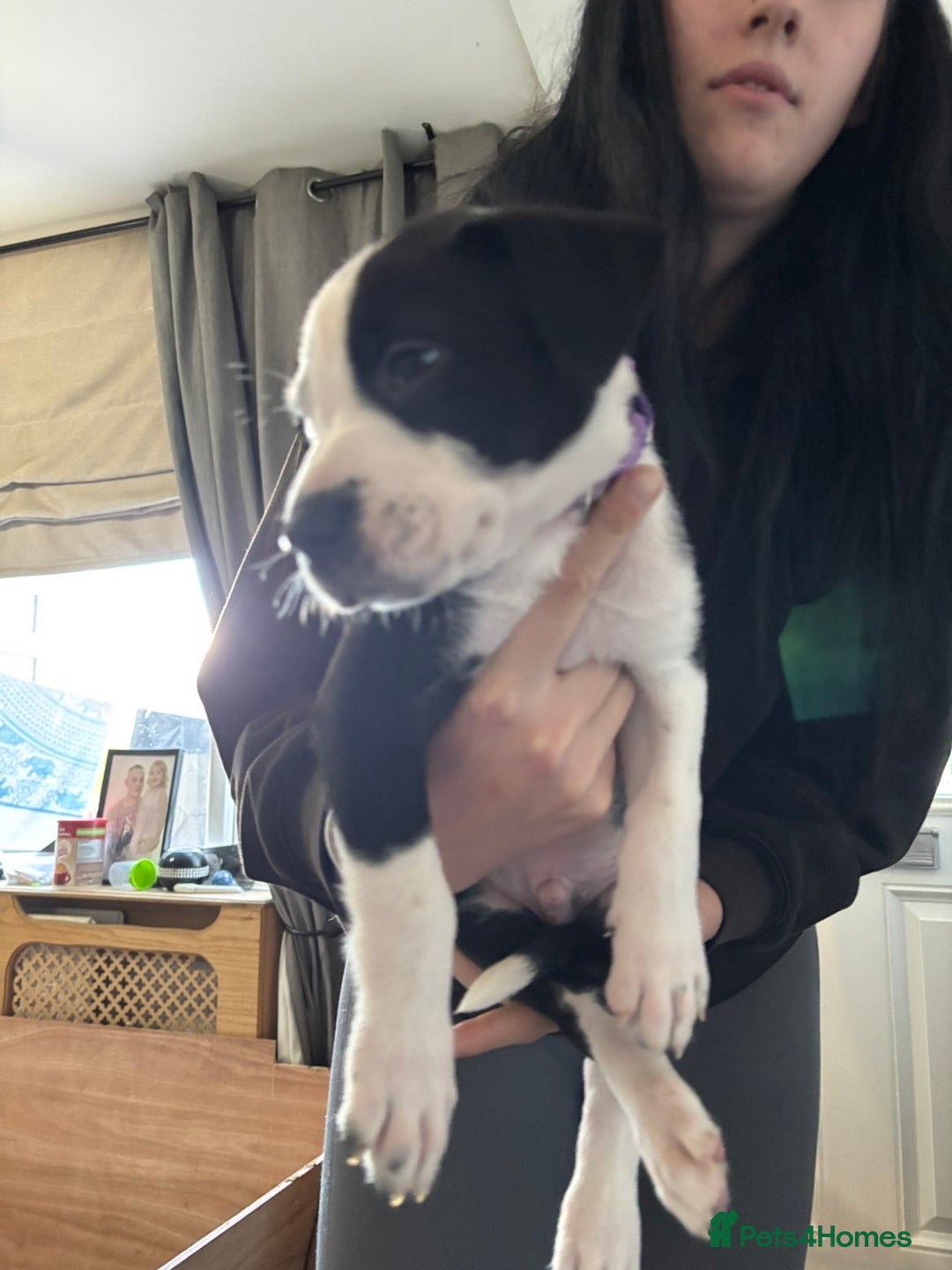 Mixed Breed dogs for sale: Male staffy x border collie puppy - Image 6