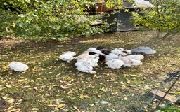 Chickens poultry for sale: Silkie Chickens - Image 4