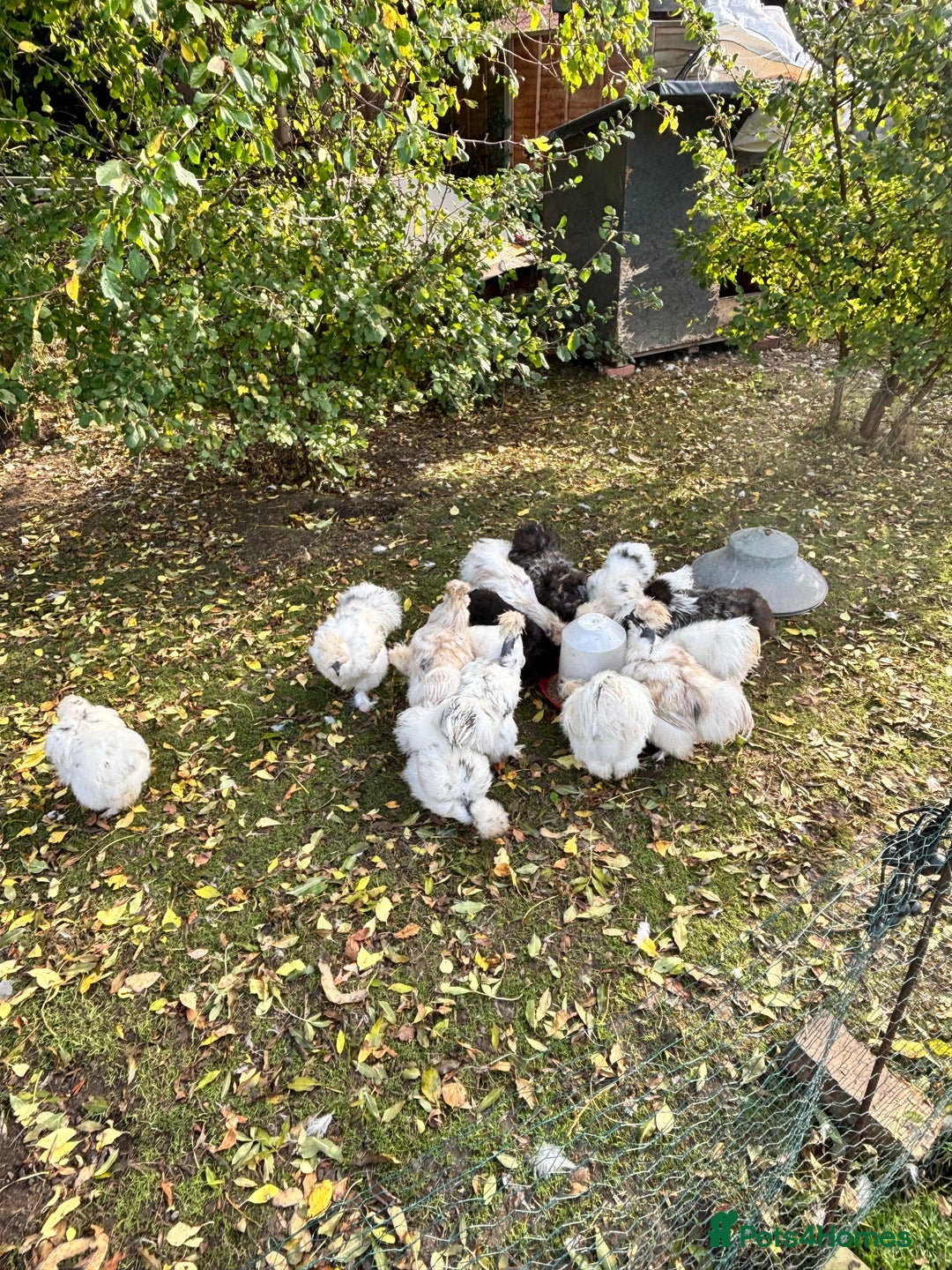 Chickens poultry for sale: Silkie Chickens - Image 4