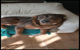 Mixed Breed dogs for sale: Puppies for sale - 8 weeks 29th August! - Image 6