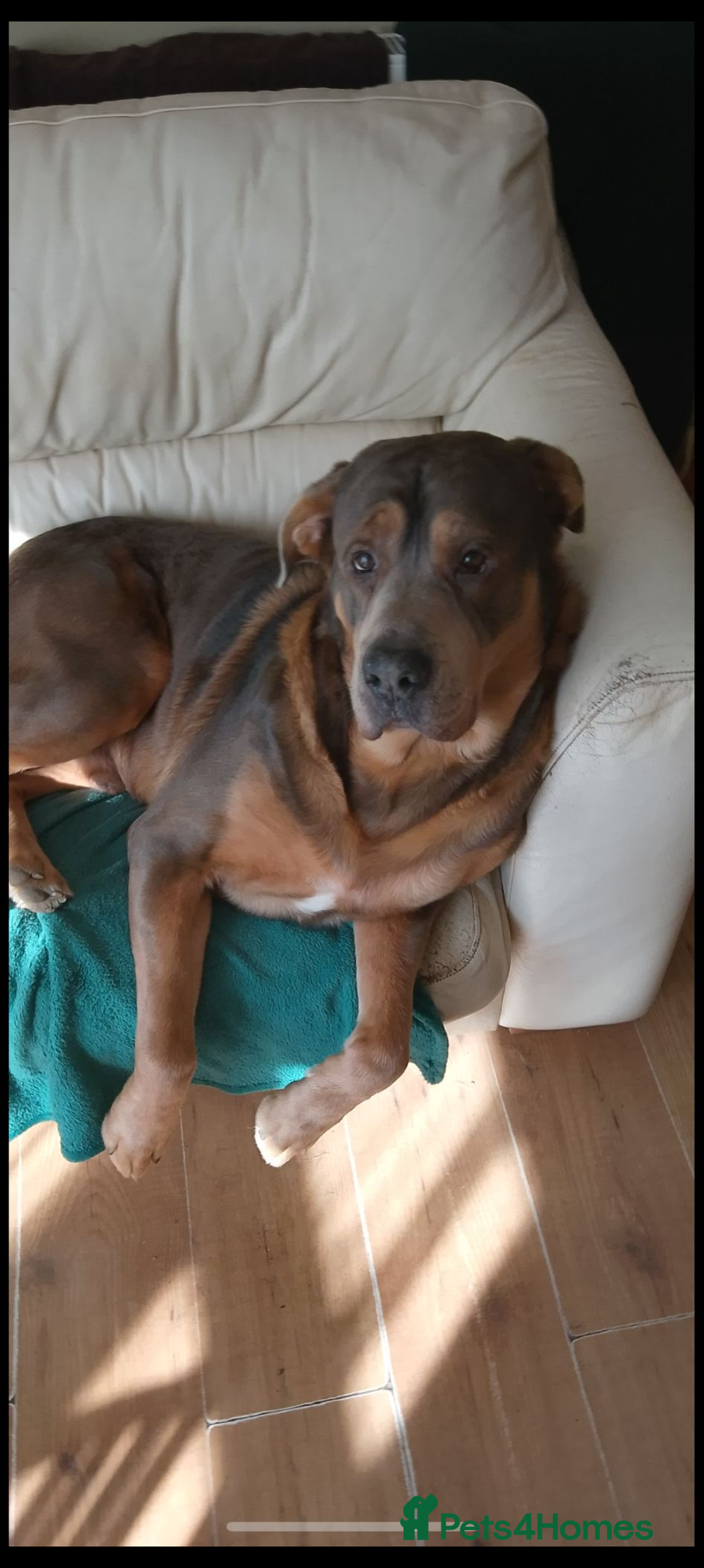 Mixed Breed dogs for sale: Puppies for sale - 8 weeks 29th August! - Image 6