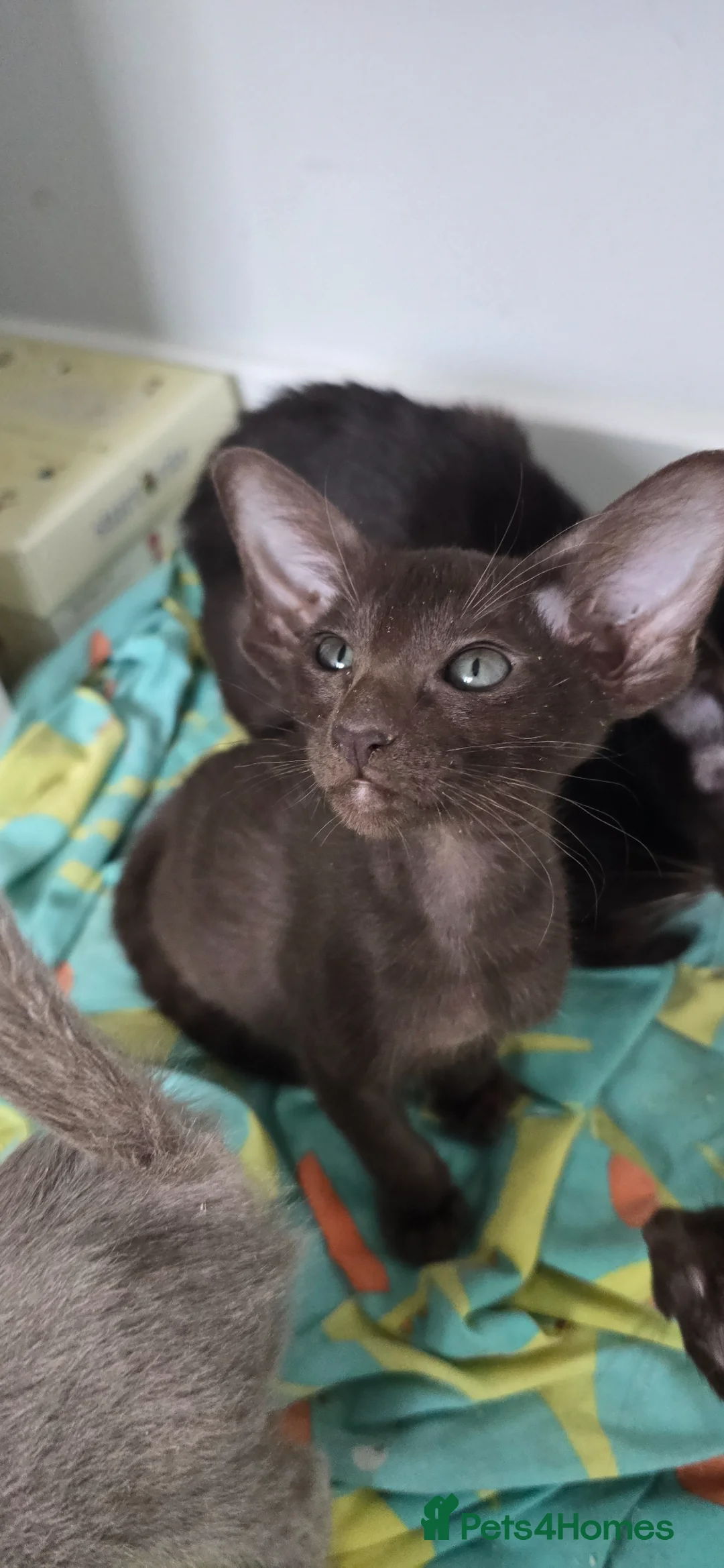 Oriental cats for sale: Oriental kittens  - Advert 1