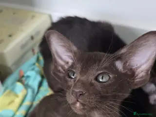 Oriental cats Oriental kittens - Advert 1