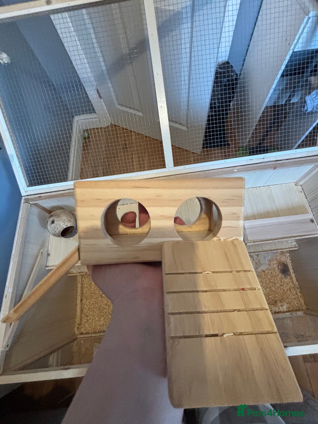 Hamster rodents for sale: Robo Hamster For Sale With Cage - Advert 8