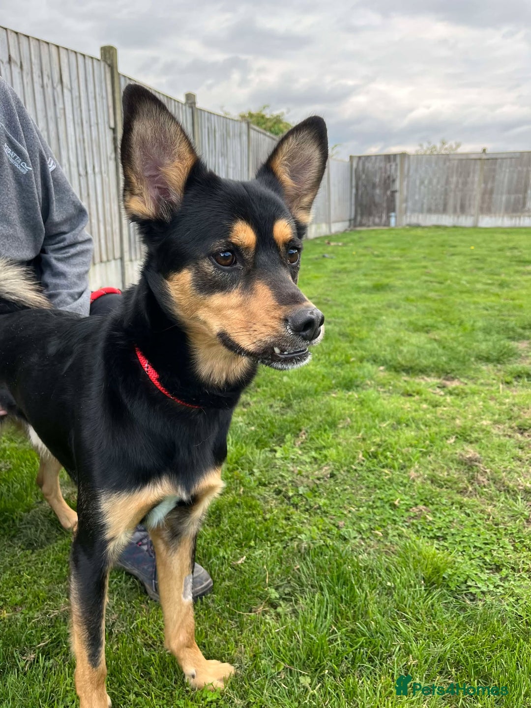 Mixed Breed dogs for adoption: Gorgeous GEORGE  - Image 1