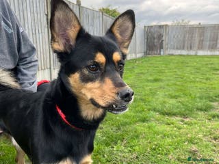 Mixed Breed dogs GEORGE - RESERVED - Advert 3