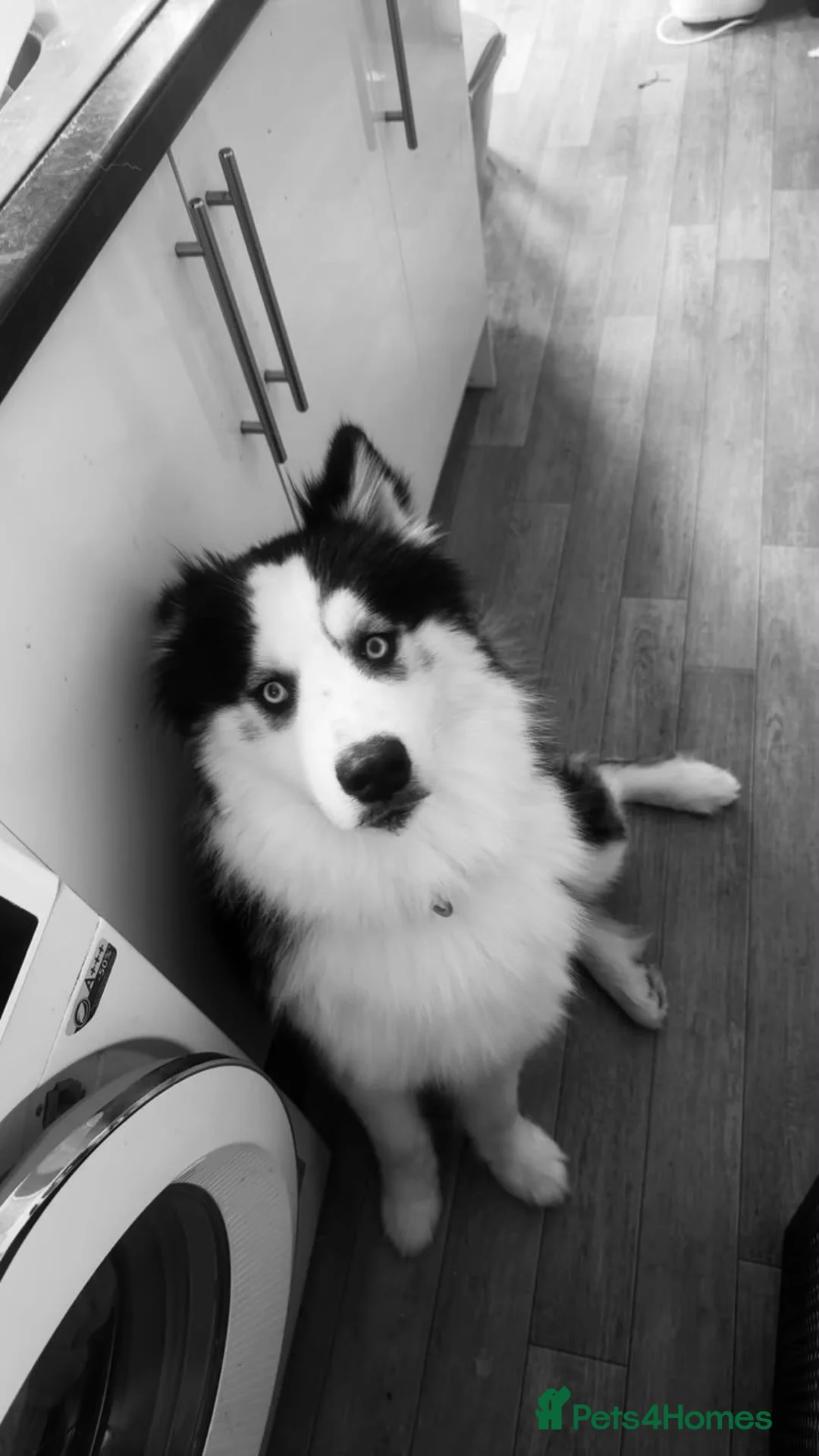 Siberian Husky dogs for sale: Male Husky for Rehome - Advert 3