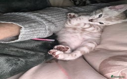 Bengal cats for sale: 💙Stunning Silver Mink Bengal TICA registered  - Image 33